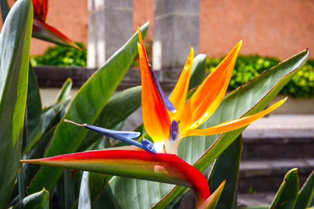 Oiseau de paradis