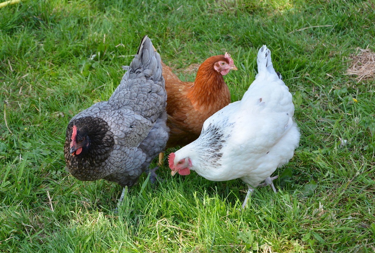 Élever des poules