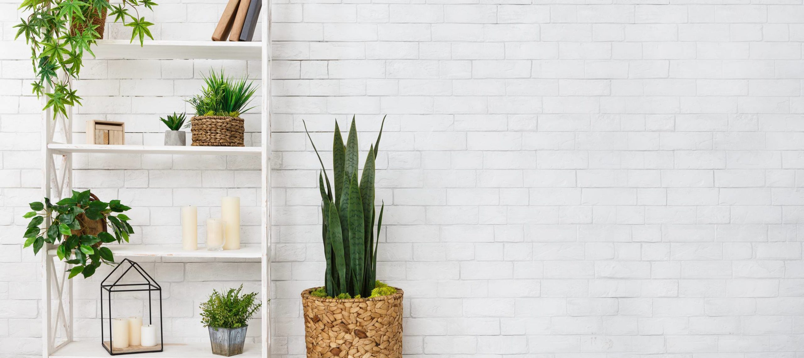 plantes d'intérieur décoration aménagement