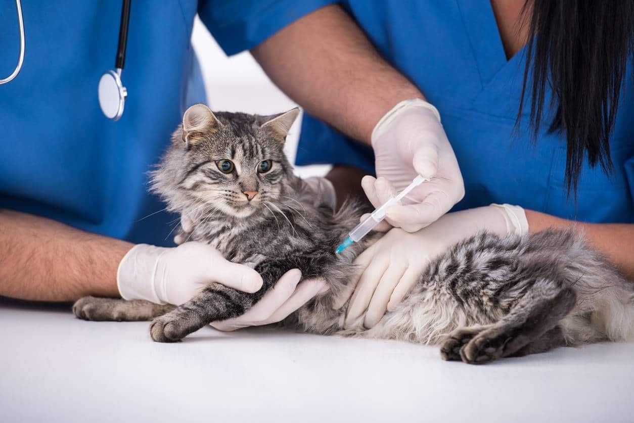 chat vaccin