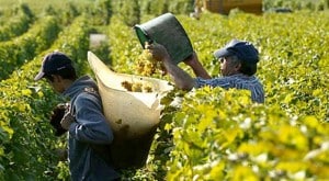 porteur-vendange-vins