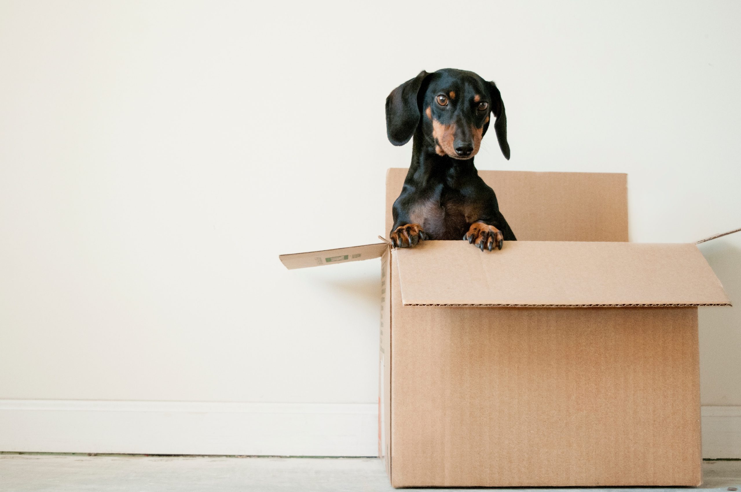 Un chien dans un carton